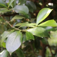 Garcinia cambogioides (Murray) Headland